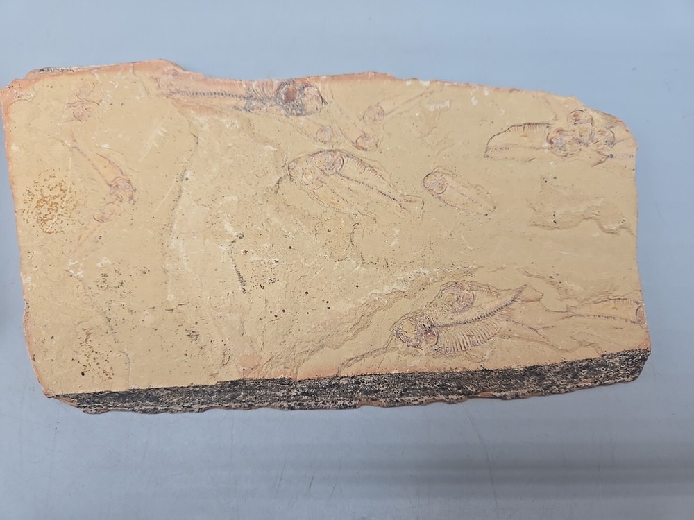 Diplomystus dentatus Fossil Fish - Split Layer