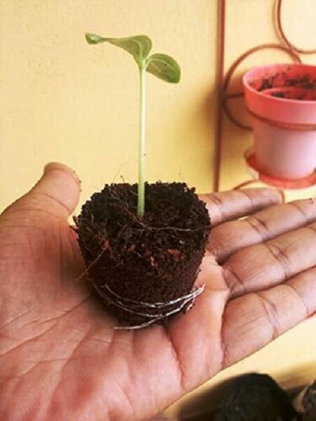 COCO COIR / COCO PEAT / 100% NATURAL ORGANIC COMPOST / HYDROPONIC GROWING MEDIA