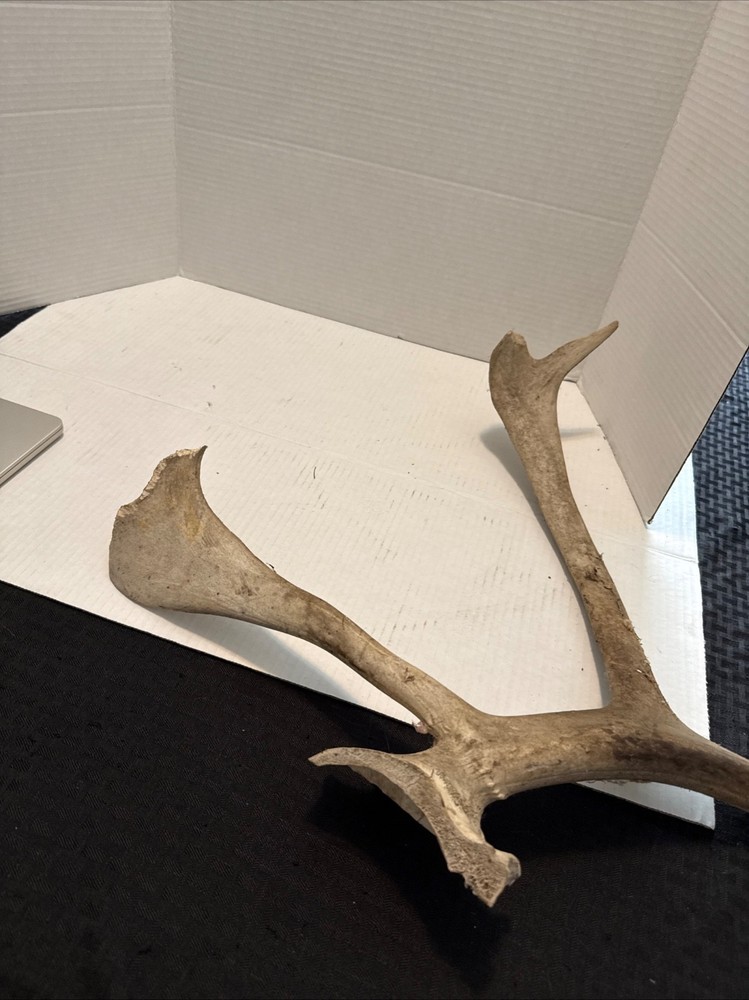 Large Antlers