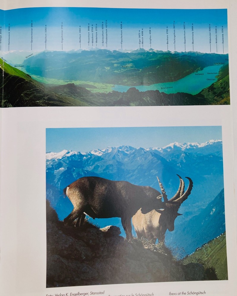 BRIENZ ROTHORN BAHN TRAIN TRANSPORTATION
