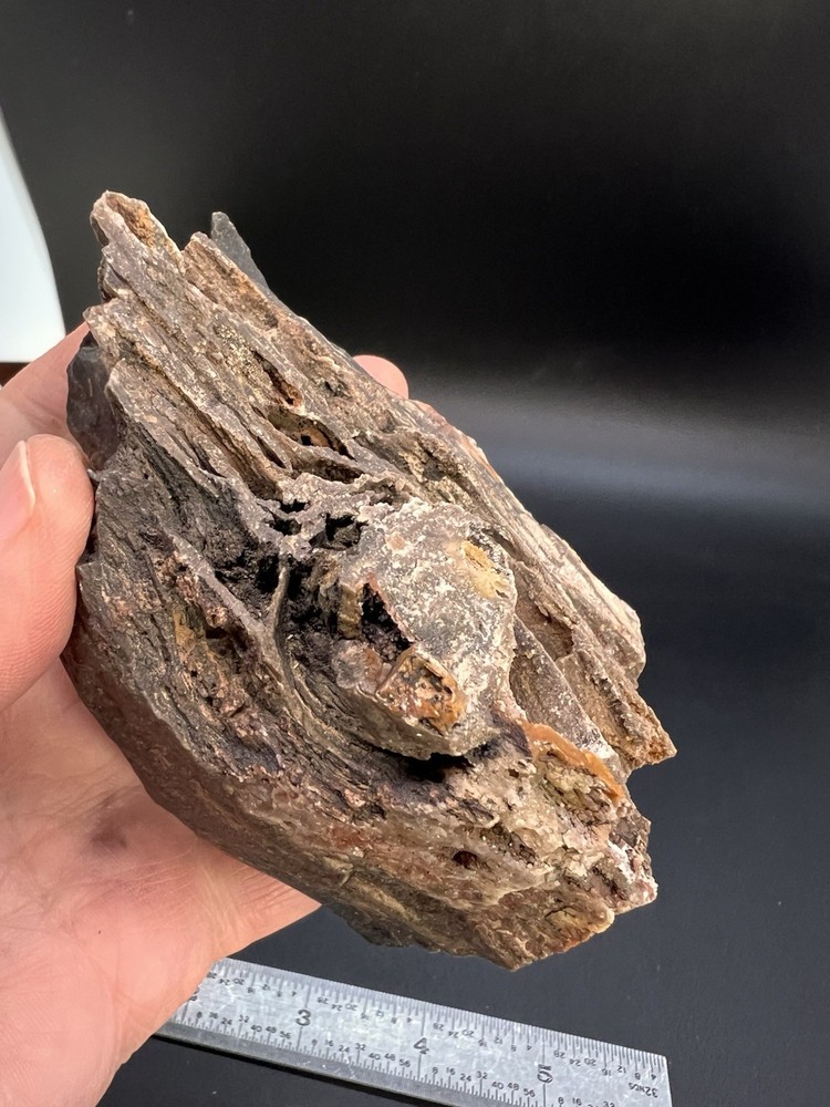 Ball Ranch Petrified Wood D3