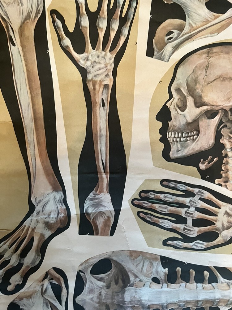 Pull Down Anatomical School Chart. Beautiful Colors! Original 1960s!