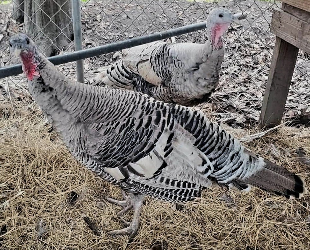 Narragansett Turkey Hatching Eggs 12+ Heritage Breed
