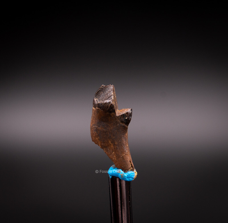 Unusual,  Rooted Leptoceratops Dinosaur Tooth  .87” 0430