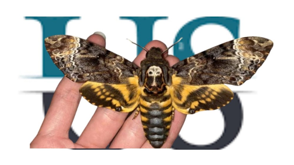 6 pcs Death Head Hawk Moth | Wings opened | Real Specimens | US Stock