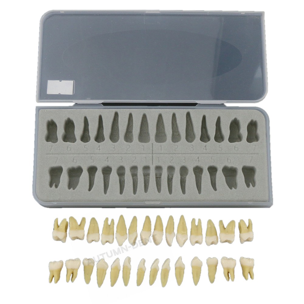 Dental 1:1 Teeth Demonstration Teach Study Model with 28Pcs Permanent Teeth