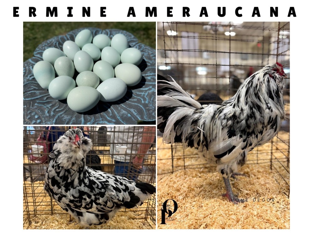 ERMINE AMERAUCANA 🤍🖤 Hatching Eggs 12+