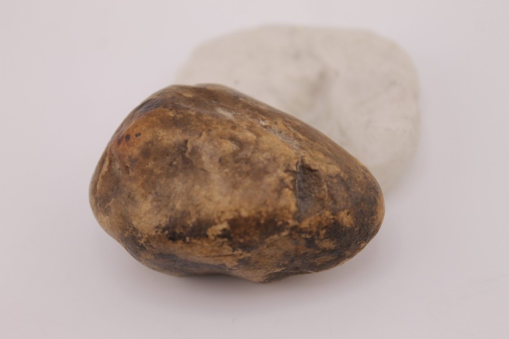 Real Permineralized Reptile Egg Fossil