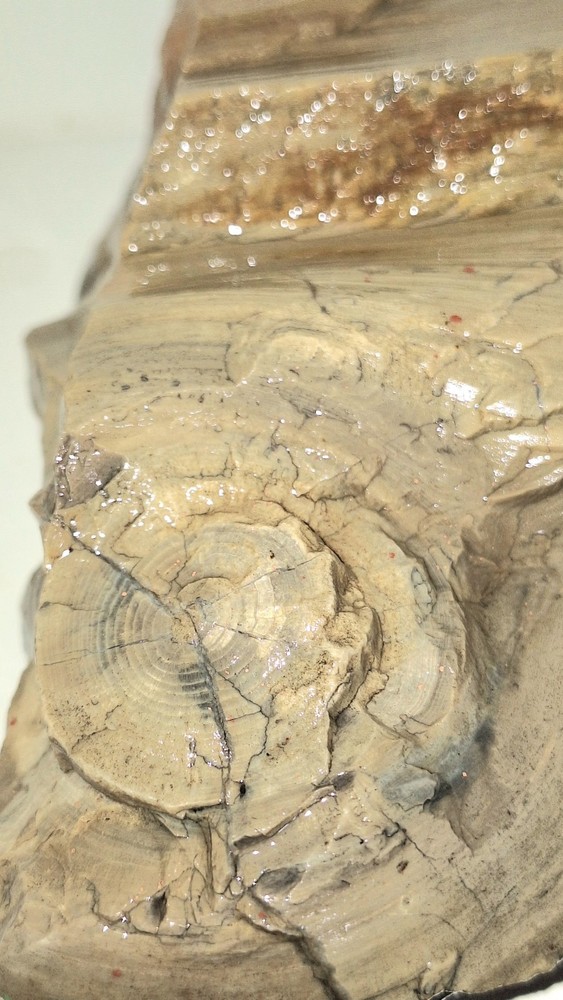Petrified Wood