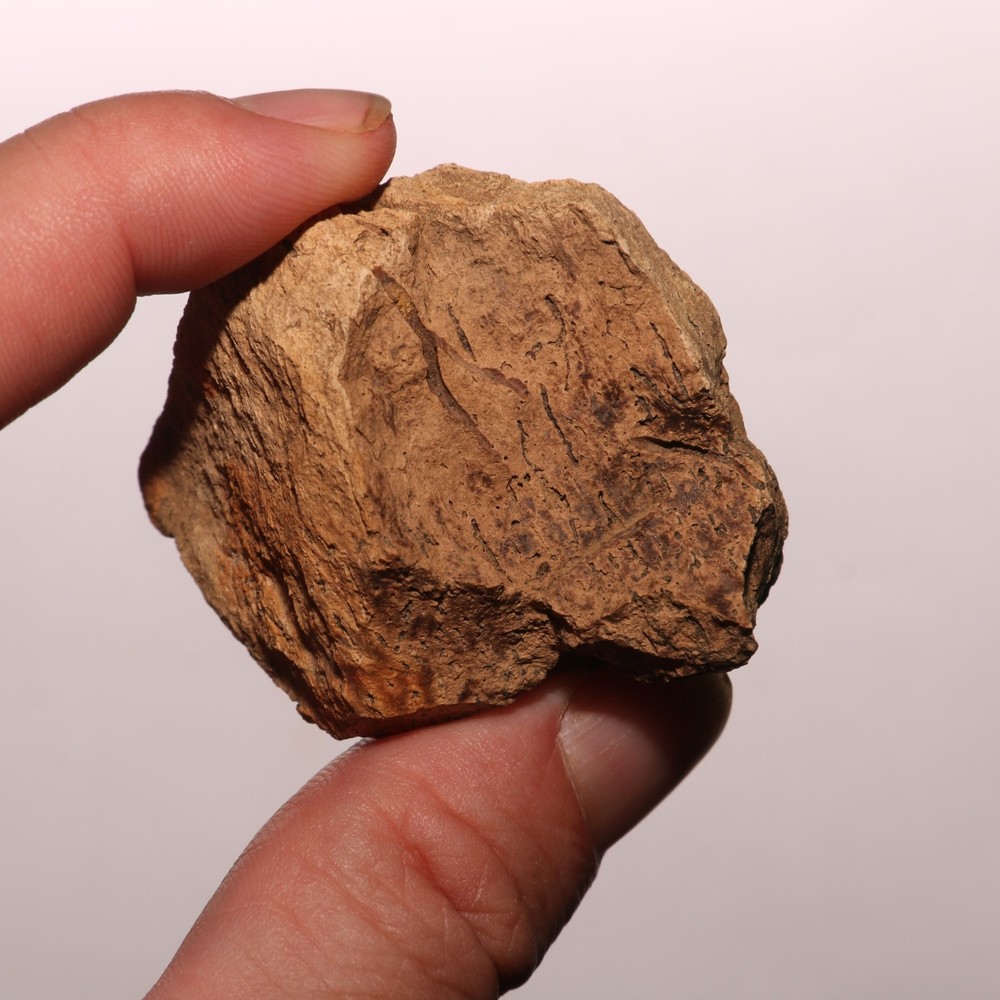 Dinosaur Bone Chunk with Bite Marks - Fossil - Hell Creek Formation Cretaceous