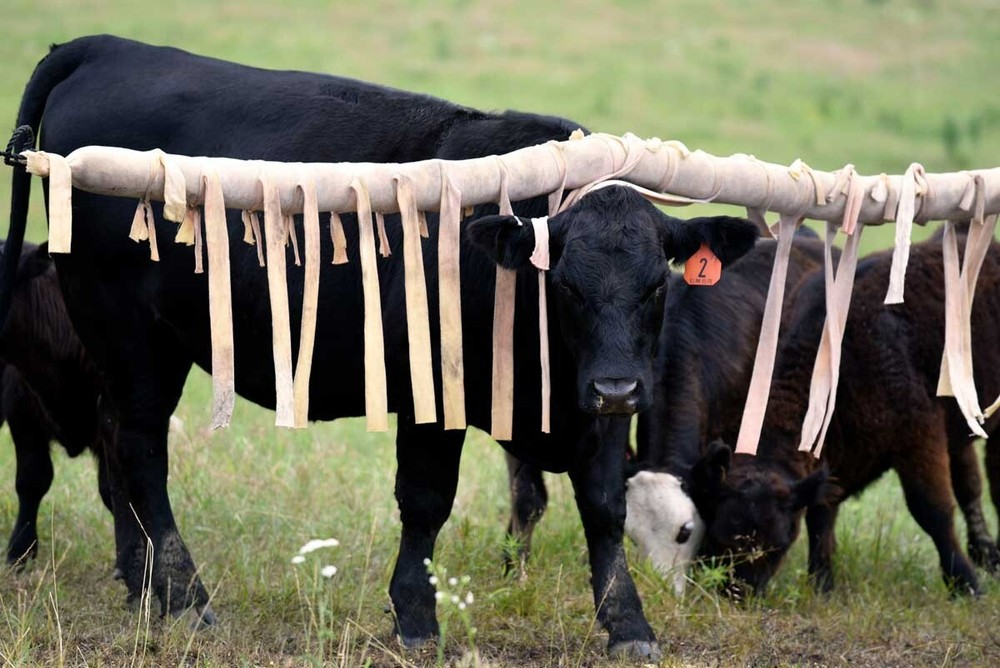 Face Flyps 22ct- for cattle rub