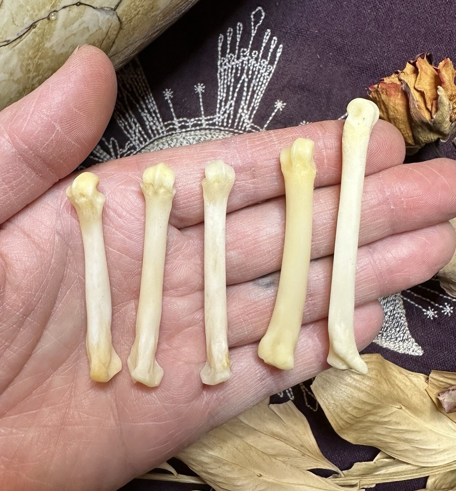 Bobcat Foot Bones, Ethically Sourced, Divination Items, Witchcraft
