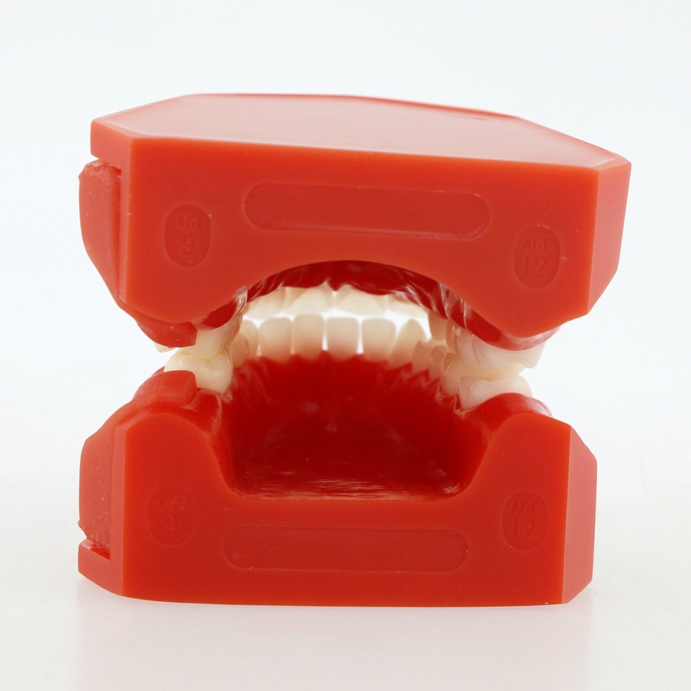 Dental Teeth Permanent Tooth Alternate Demonstration Study Teaching Model 4006#