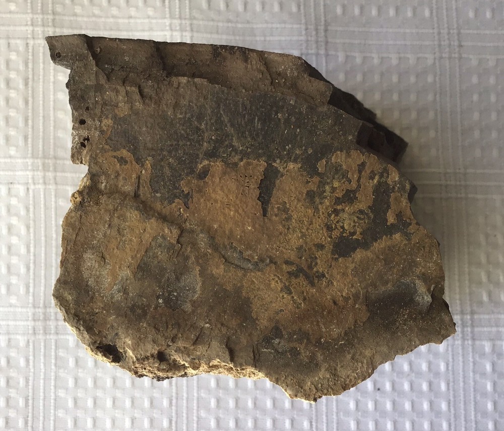 Petrified Wood, about 895 grams