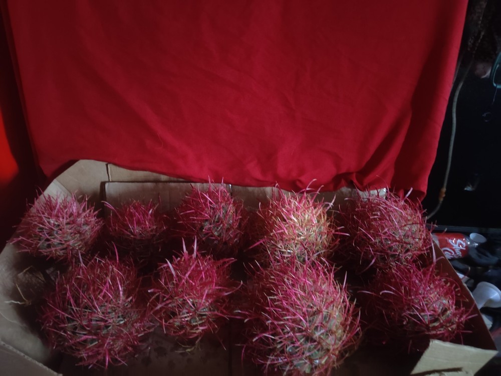 Cactus, Red barrel Long Spine , Medium