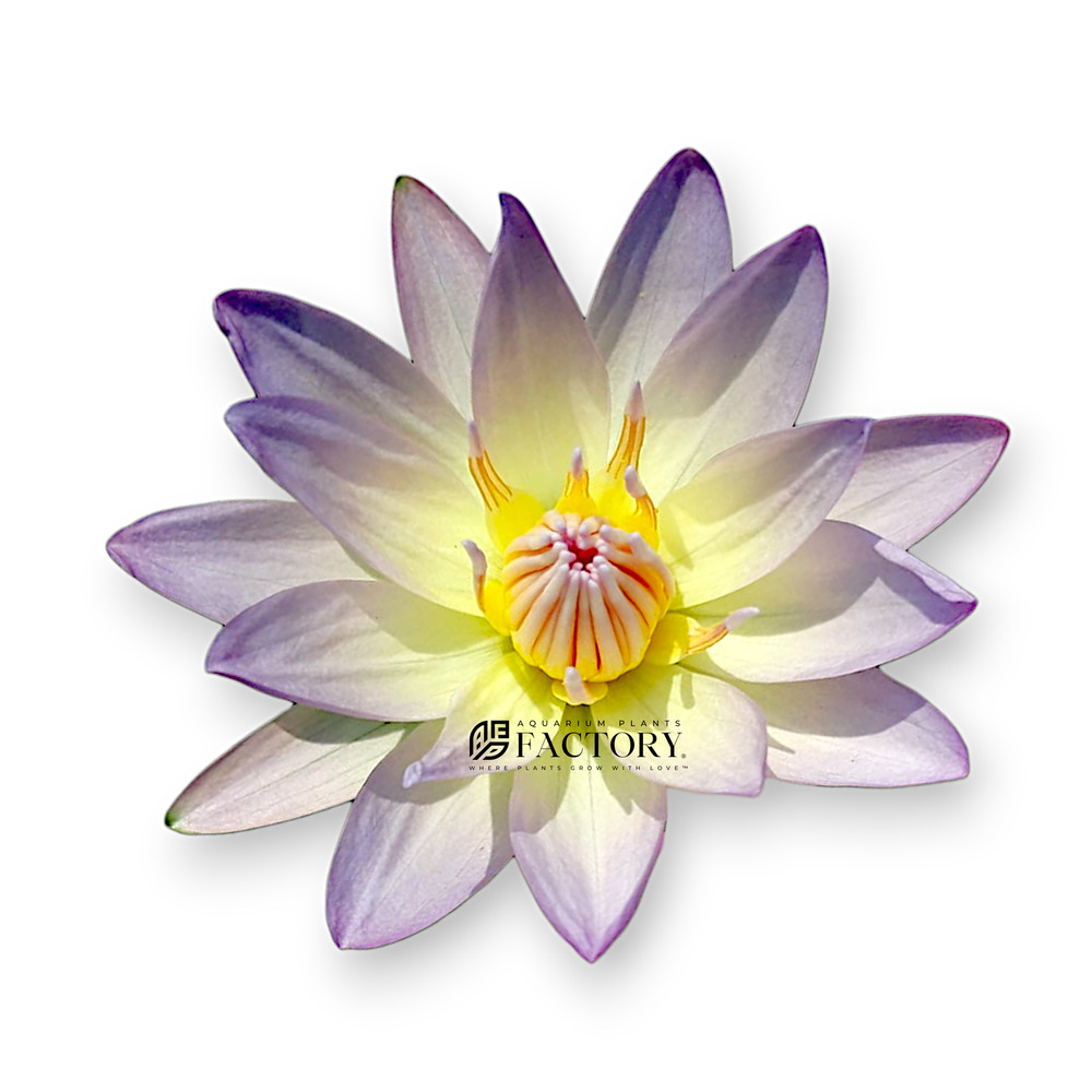 Nymphaea Moonbeam | Light Blue Tropical Water Lily