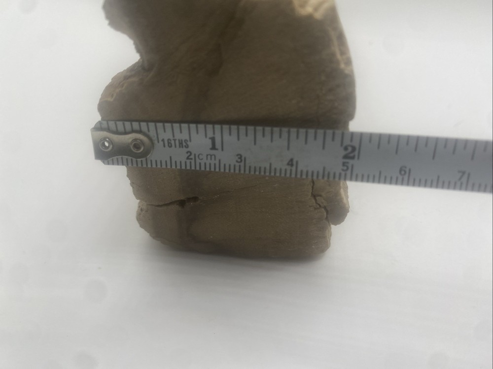 Petrified Wood Natural