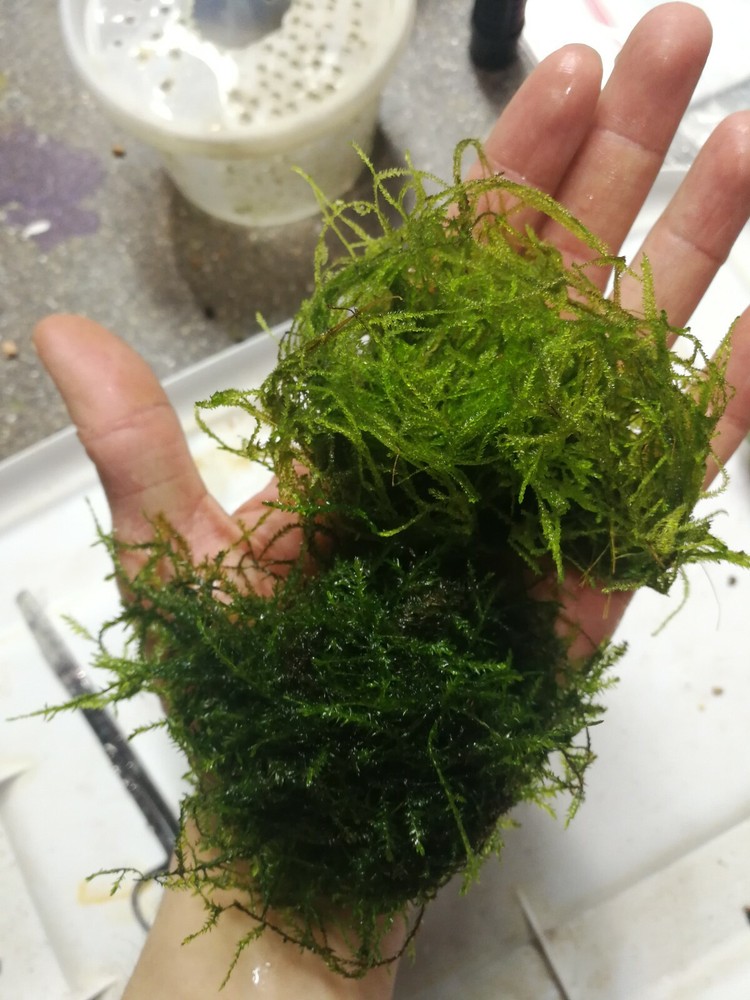 willow moss and java moss, live aquarium plant, TWO bags,
