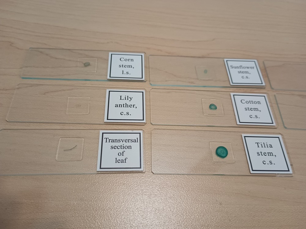 8 Prepared Microscope Slides, Microbiology Learning