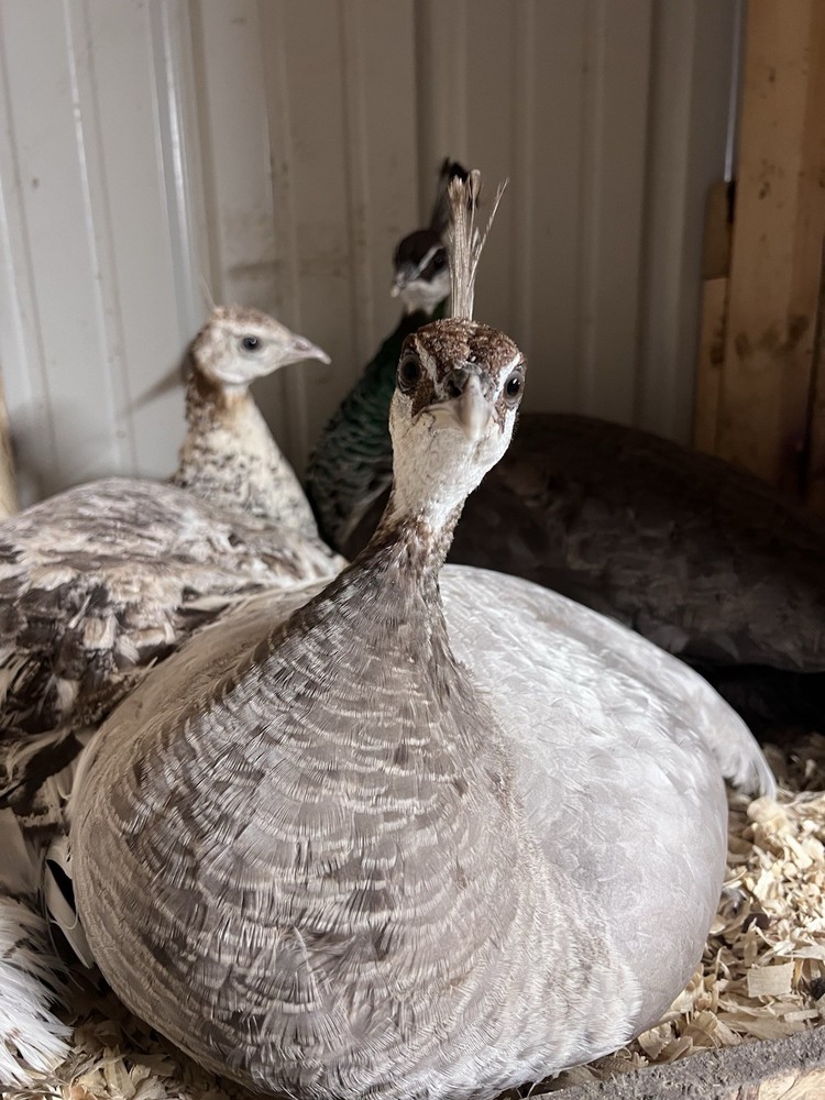 🦚 5 Peacock Peafowl Hatching Eggs 🦚 READ DESCRIPTION