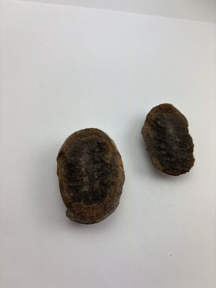 Fern Fossil