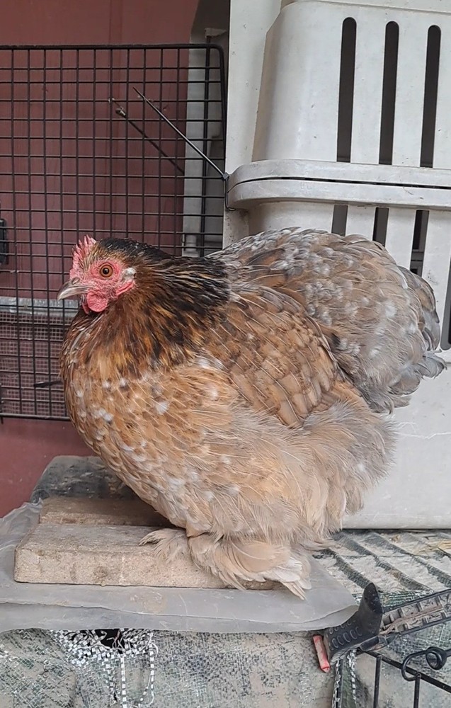 1 Dozen Bantam Cochin Hatching Eggs