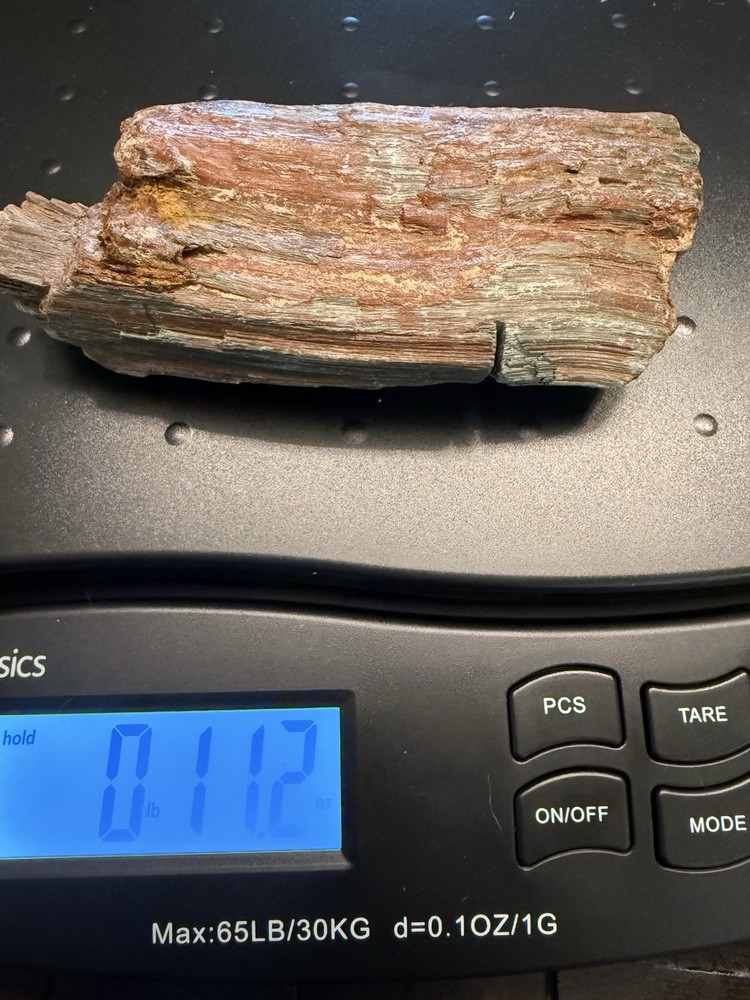 petrified wood