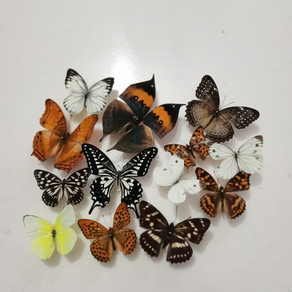 13 Assorted Unique Butterfly Specimens 3-10cm Wingspan Spread Wing