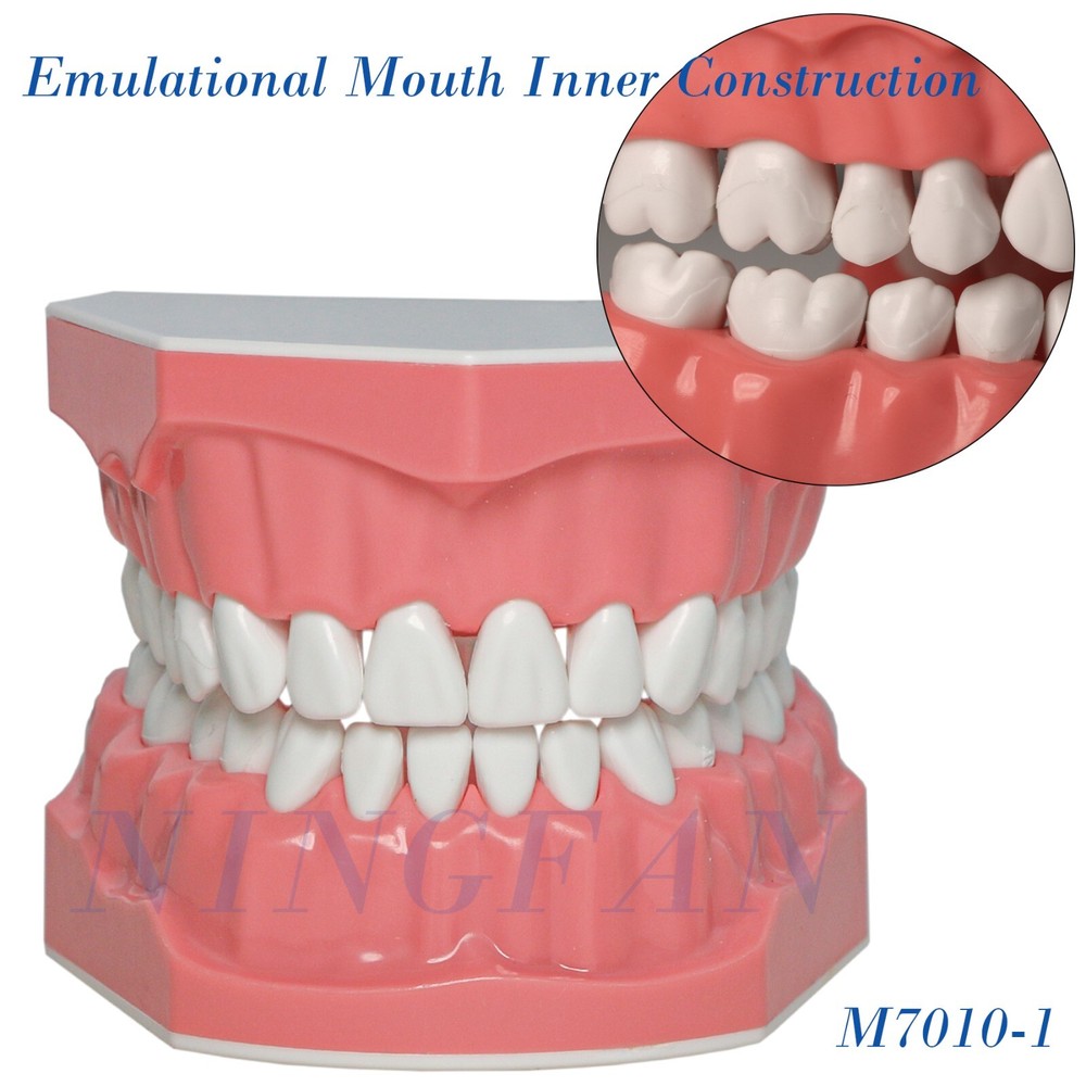 US Dental Typodont Demo Teeth Model1:1 Brushing Flossing Teaching Practice Study