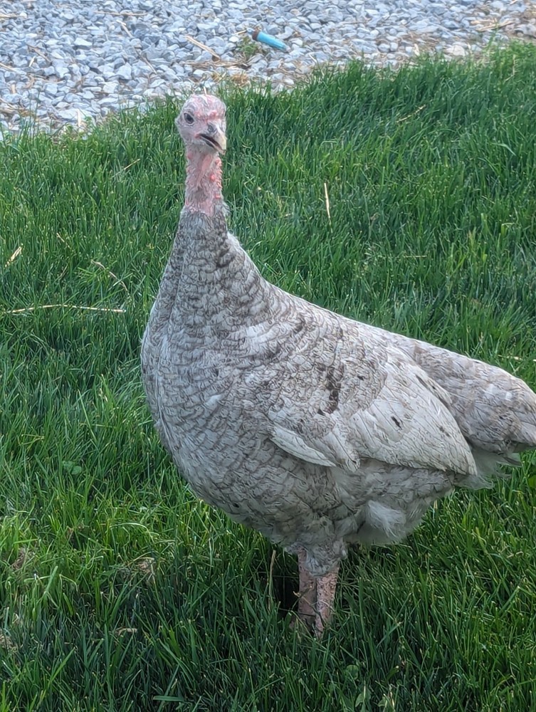 6 Blue Slate Turkey Hatching Eggs
