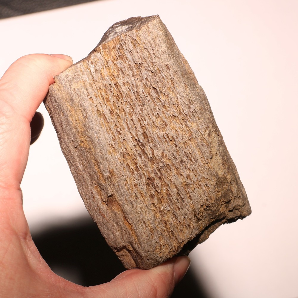 Big Dinosaur Rib Bone Section - Dino Fossil CRETACEOUS Hell Creek Formation