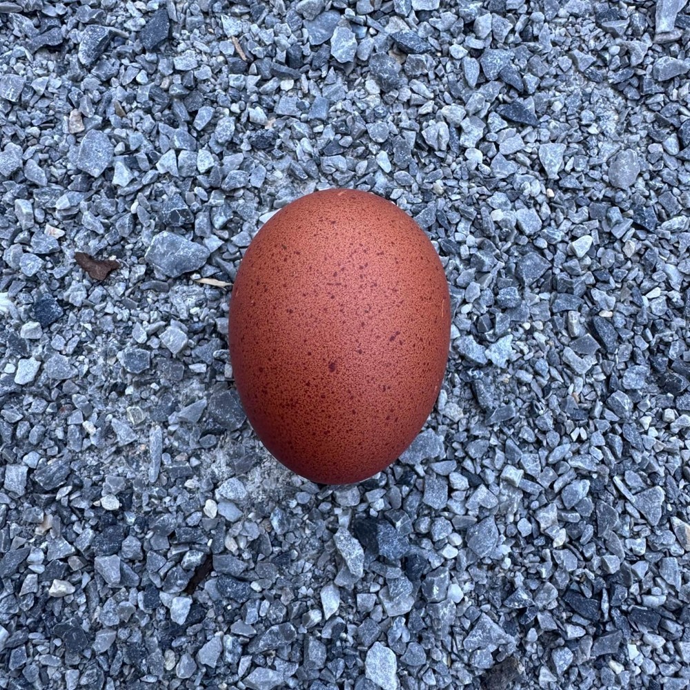 NPIP Certified: 6+ Lavender Marans Hatching Eggs!