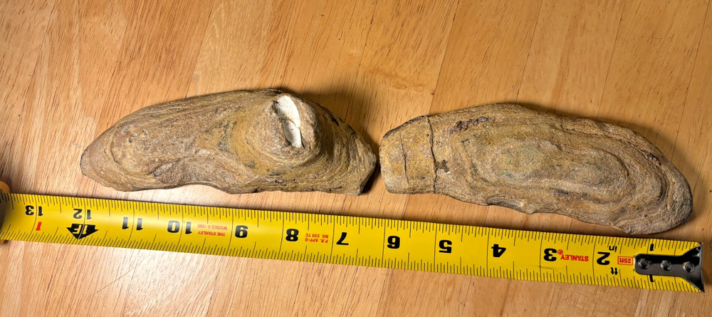 Exceptional Brazilian Fossilized Fish 6 inches long split node