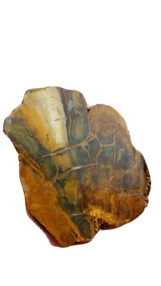 Petrified Wood Slab