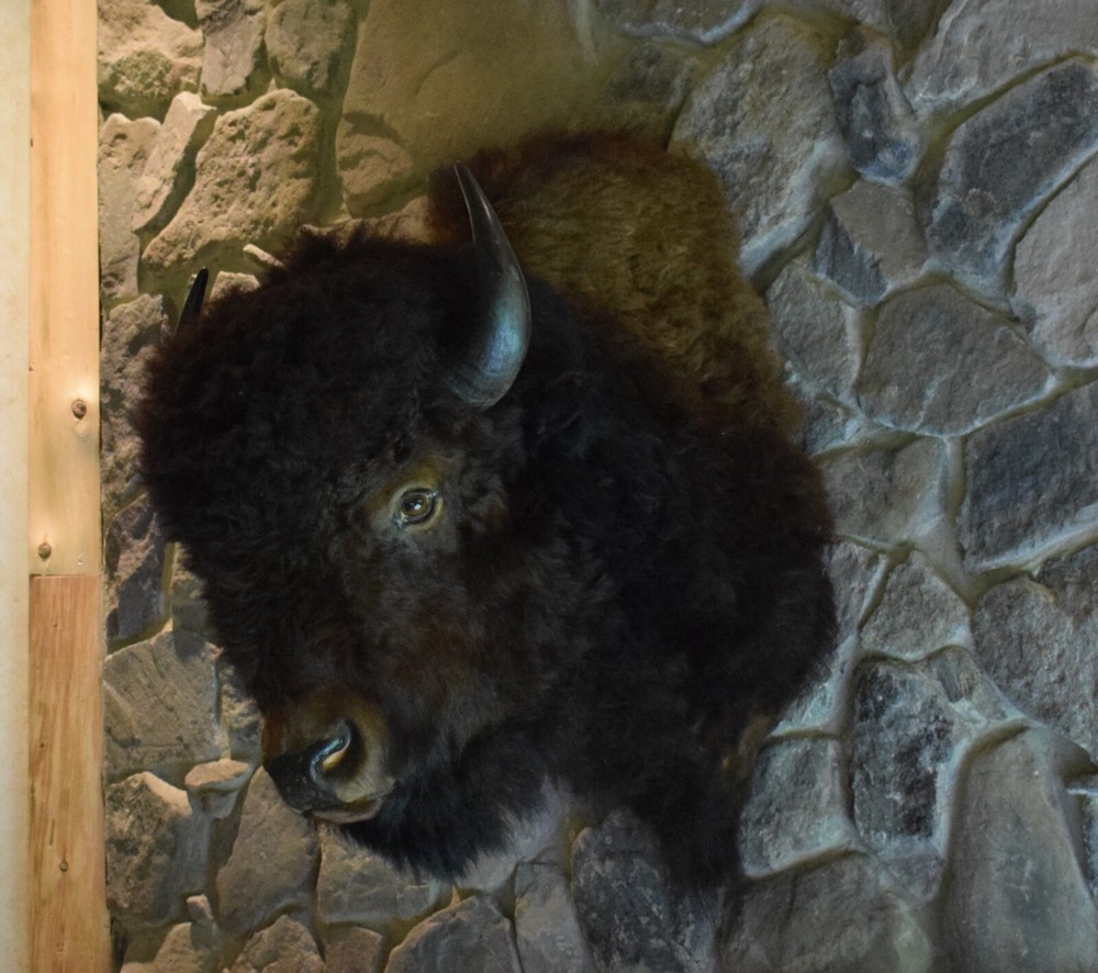 Genuine Buffalo Shoulder Mount in Excellent Condition