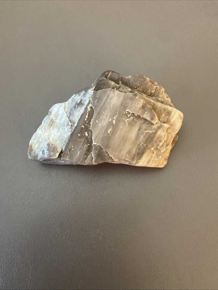 Petrified Wood