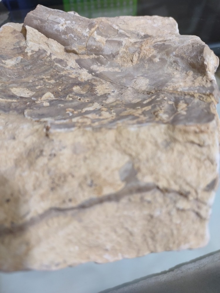 Unknown Fossil. Clam Shell And Bone?