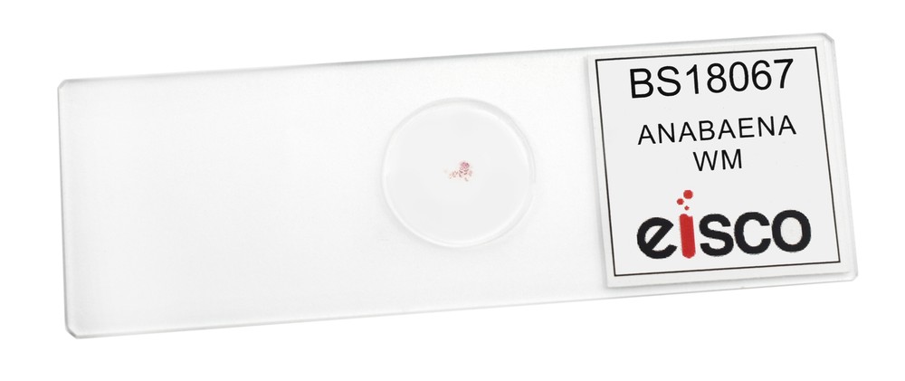Anabaena - Prepared Microscope Slide - 75x25mm - Eisco Labs