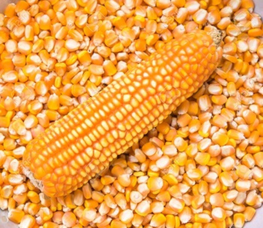 Dried Yellow Corn Maize15oz - 5lbs Free Shipping