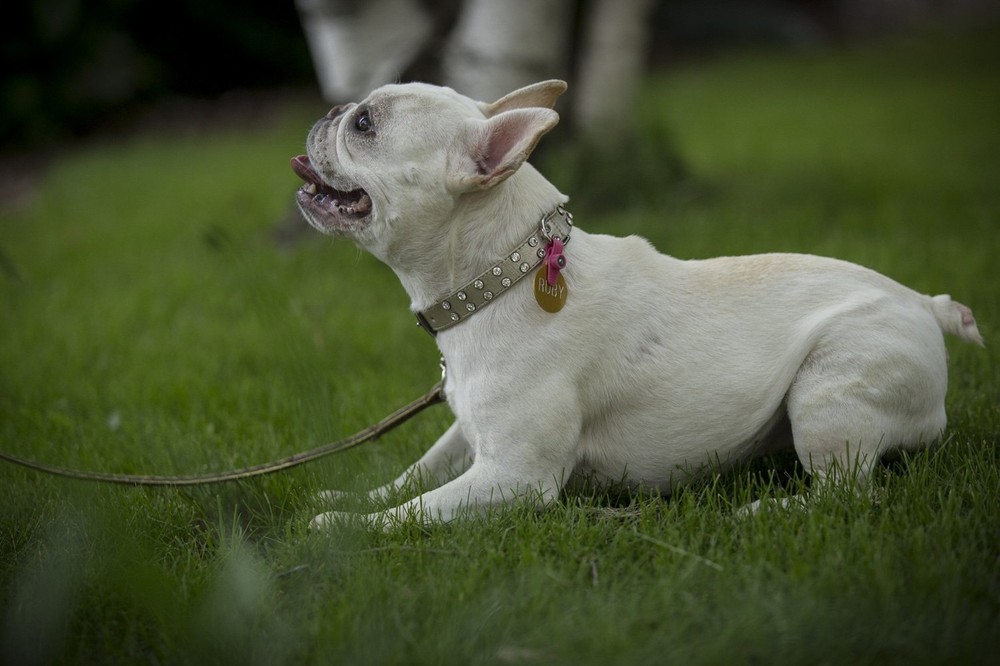 Dog Tag Silencer and Connector, One Size, Graphite