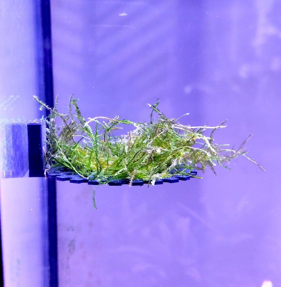 Magnetic aquarium moss ledge