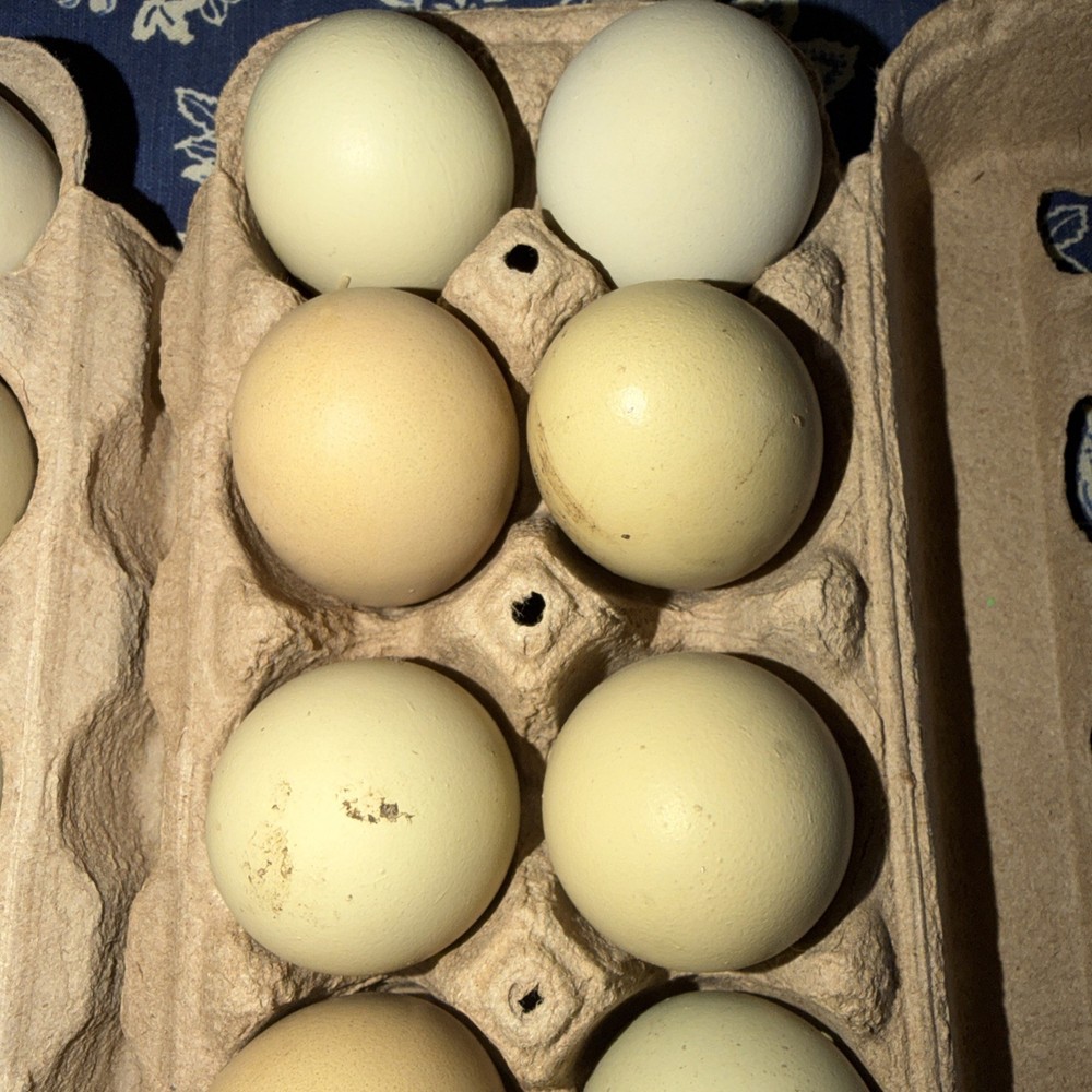 12 Rainbow Hatching Eggs Easter Egger Olive Egger Rainbow Eggs