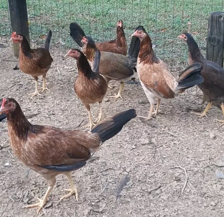 24 Chicken Hatching Eggs