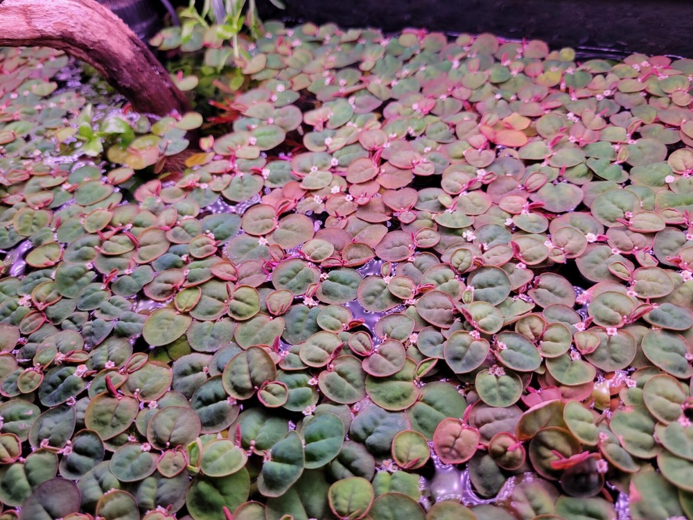 Red Root Floater (Phyllanthus Fluitans) - 5 Pack