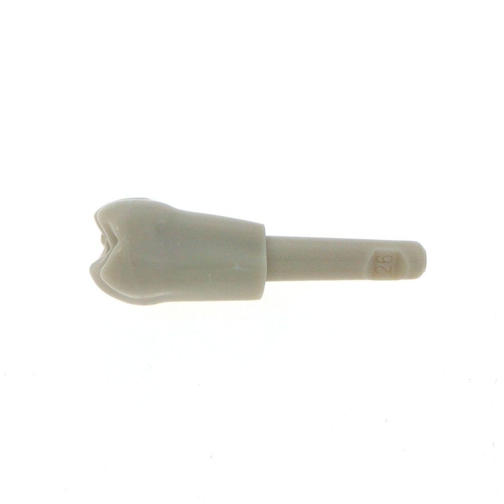 32Pcs Dental Tooth Basic Model fit KAVO Teeth Retention Mechanism Size Marked