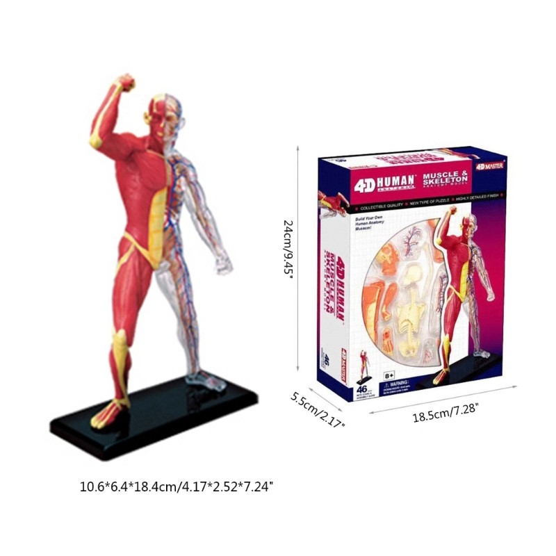 Miniature Muscular System Model Human Muscles Anatomy Model Assembling Toy