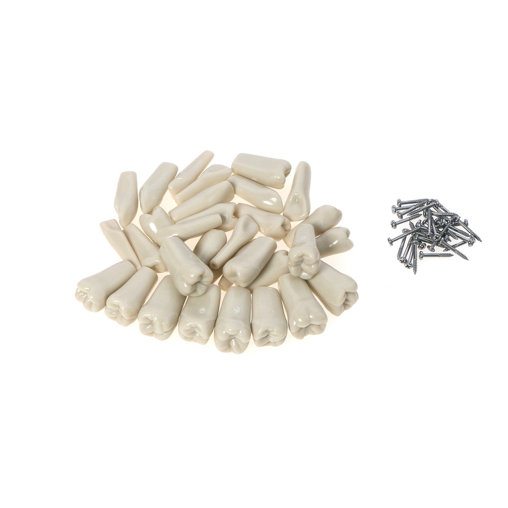 32pcs Columbia Dentoform Dental Typodont Model Removable Teeth Soft Gingiva Pole