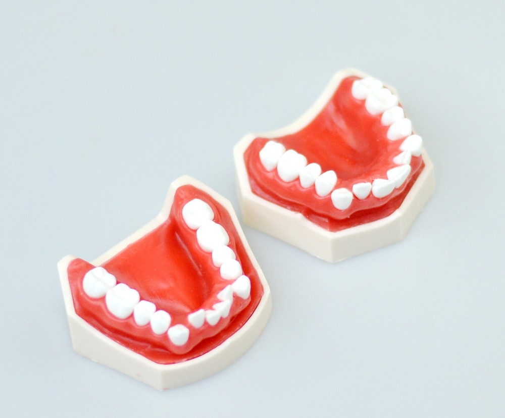 New Reusable Dental Practical Training Model/typodont/orthodontics Wax Model