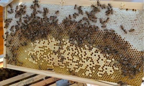 Fully Assembled Deep Beehive Frames - Wired Beeswax, Plastic-Free, 20 Pack