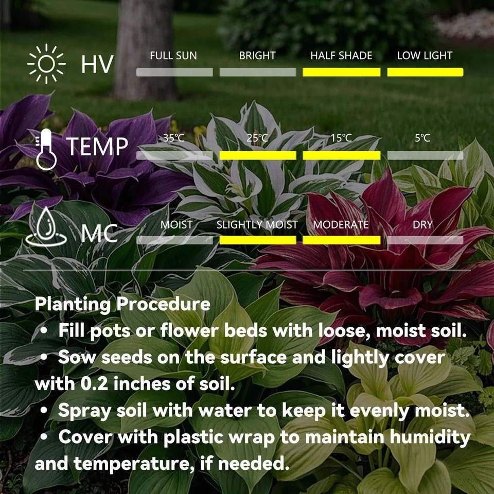 Hosta Seeds - Stunning Blue & Purple Two-Tone Variegated Medium-Sized Hosta Plan